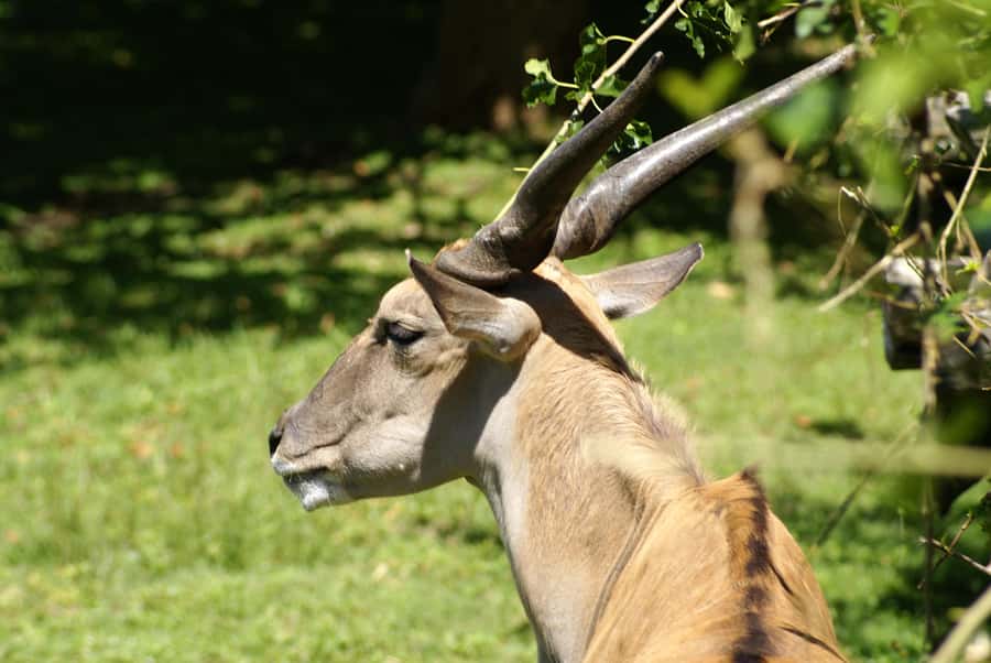 Buenos Aires: Bioparque Temaiken with Transfers - Key things to know before you go