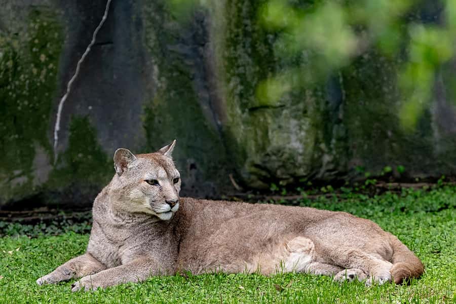 Buenos Aires: Bioparque Temaiken with Transfers - Who this tour fits best, and who might want a different style