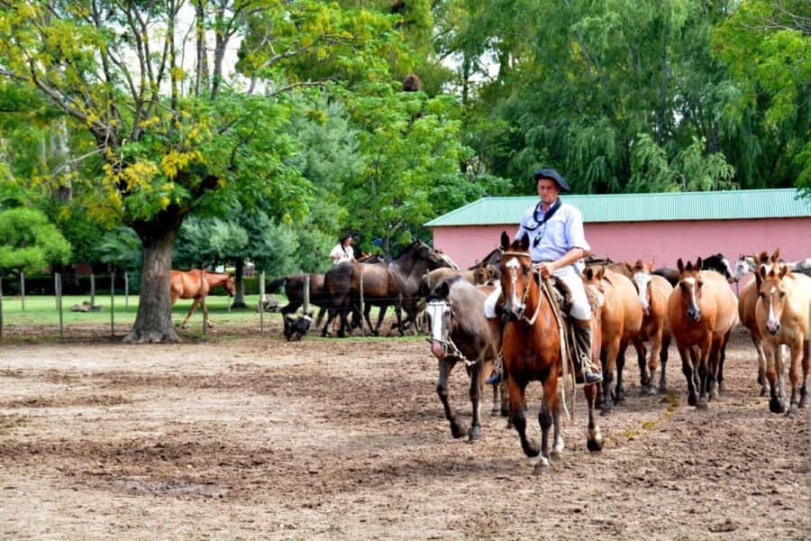 Buenos Aires: Santa Susana Ranch Day Tour, BBQ & Shows - Key Takeaways Before You Go
