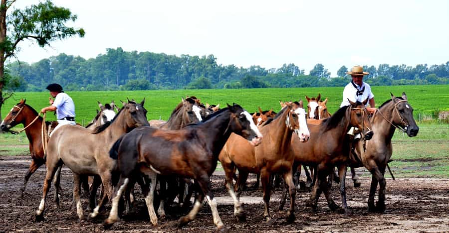 Buenos Aires: Santa Susana Ranch Day Tour, BBQ & Shows - Tango and Folklore Show: Malambo, Boleadoras, and Big Final Energy