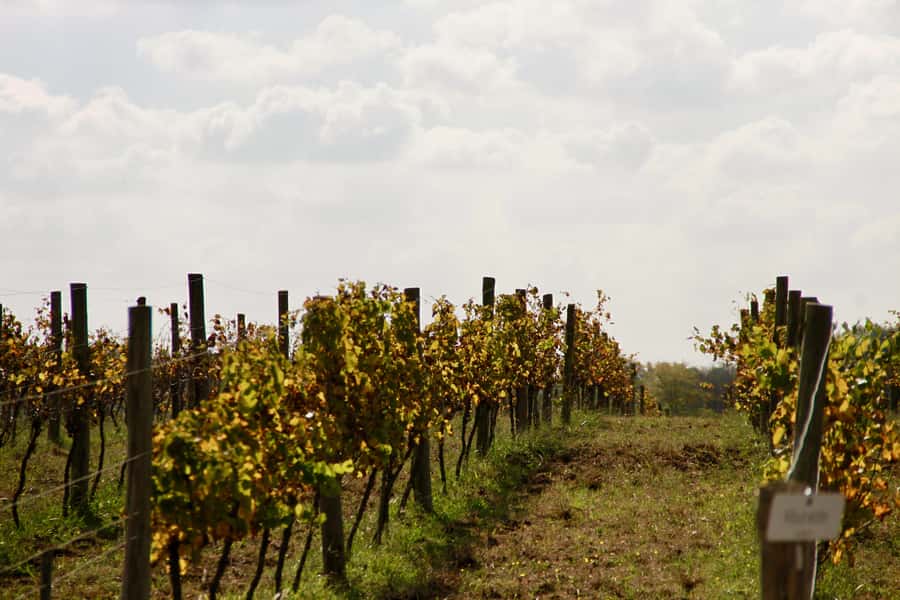 Buenos Aires: Wine Tasting and Lunch at Bodega Gamboa - Learning wine basics without sounding like a textbook