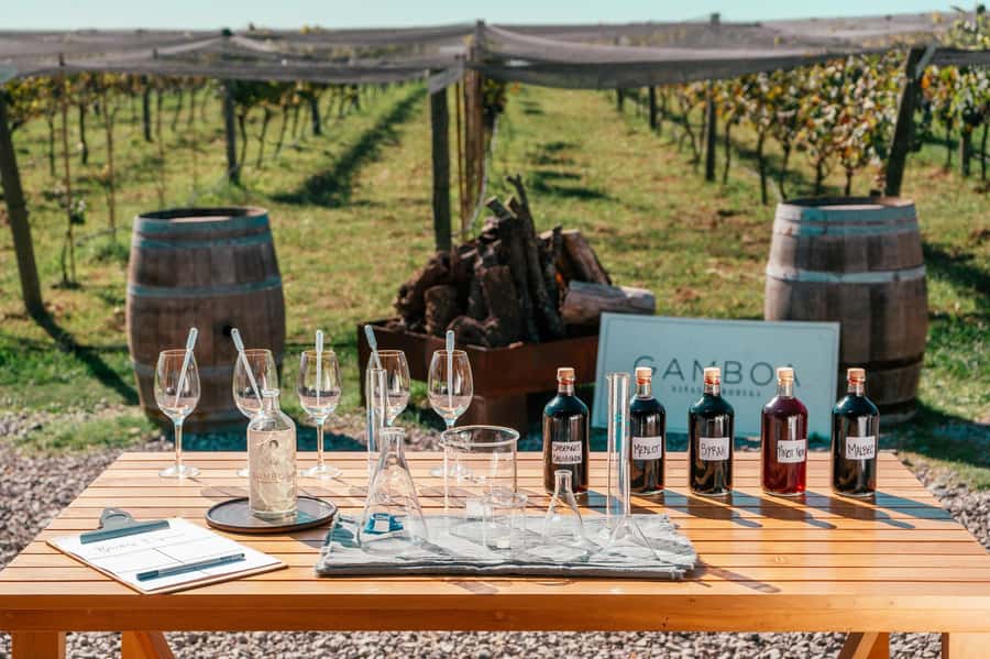 Buenos Aires: Wine Tasting & Lunch at Gamboa Vineyard - The vineyard tour through poplars: how the microclimate shapes the wines