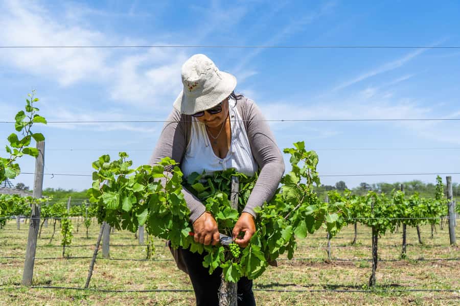 Buenos Aires: Wine Tasting & Lunch at Gamboa Vineyard - Who this fits best, and who should think twice