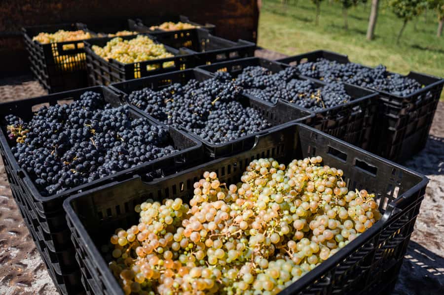 Buenos Aires: Wine Tasting & Lunch at Gamboa Vineyard - Quick practical tips so your day goes smoothly