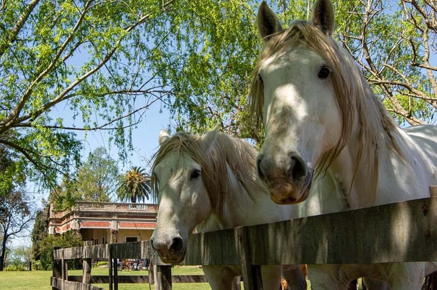 From Buenos Aires: Gaucho and Ranch Day Tour - Price and value at $168: what you’re actually buying