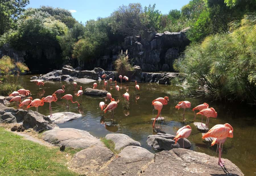 From Buenos Aires: Temaiken Zoo Tour with Ticket Included - Key highlights worth planning for