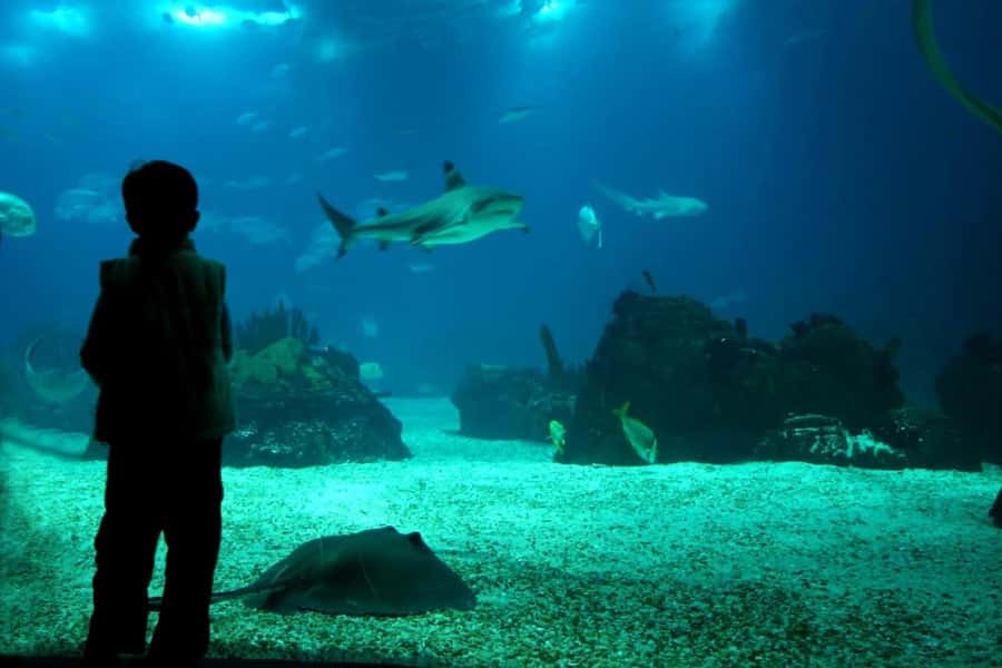 From Buenos Aires: Temaiken Zoo Tour with Ticket Included - Who should book this Temaikén tour