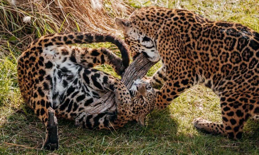 From Buenos Aires: Temaiken Zoo Tour with Ticket Included - The day trip that breaks up Buenos Aires time