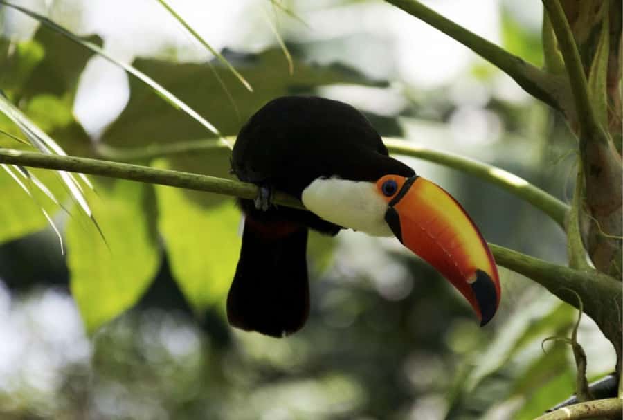 From Buenos Aires: Temaiken Zoo Tour with Ticket Included - La Chacra: the rural stop with real interaction
