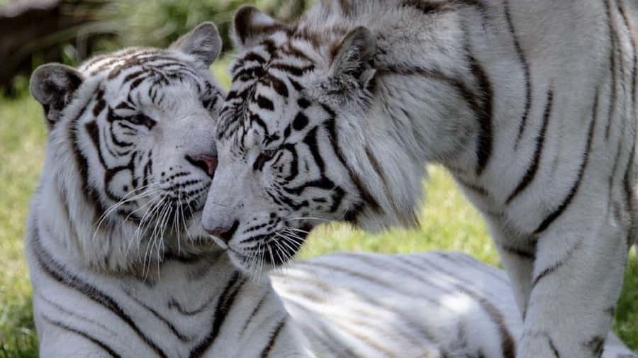 From Buenos Aires: Temaiken Zoo Tour with Ticket Included - The 360-degree cinema and the pace of the walk