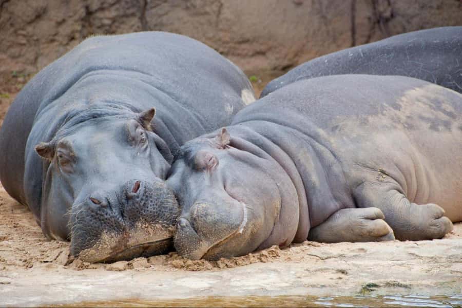 From Buenos Aires: Temaiken Zoo Tour with Ticket Included - Guides: why the personality can make or break wildlife time