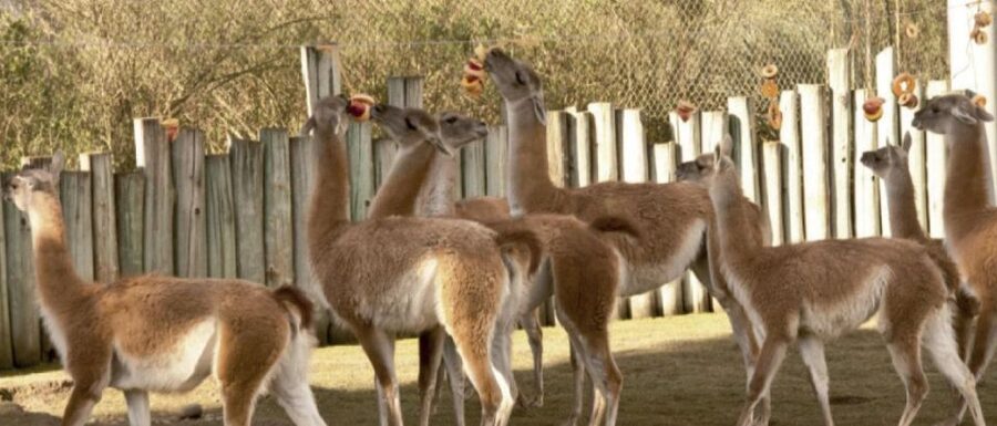 From Buenos Aires: Temaiken Zoo Tour with Ticket Included - Price and value: is $135 a good deal?
