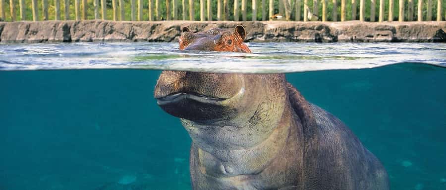 From Buenos Aires: Temaiken Zoo Tour with Ticket Included - Getting there smoothly, and what that means for your day