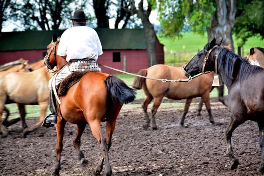 Full-Day at Santa Susana Ranch with BBQ, Drinks and Show - Should you book Santa Susana Ranch with BBQ, drinks, and show?