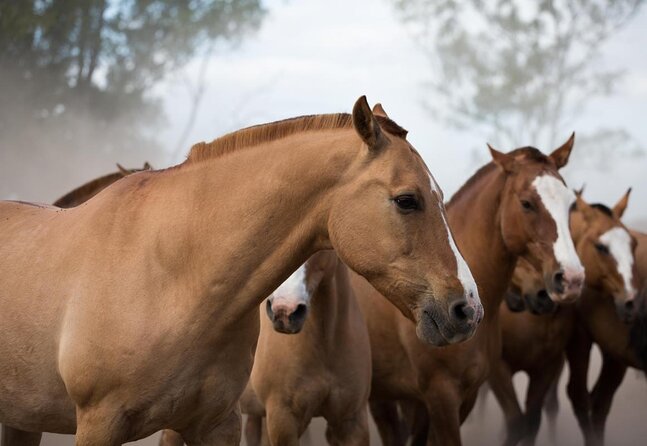 Gaucho Experience: A Day Trip to Don Silvano Ranch - Key points to know before you go